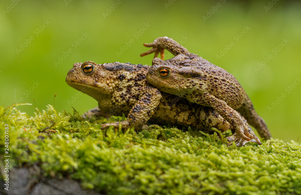 Obraz premium Common toad Bufo bufo in Czech Republc