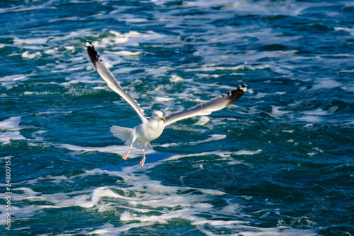 a seagull gliding in the West Sea