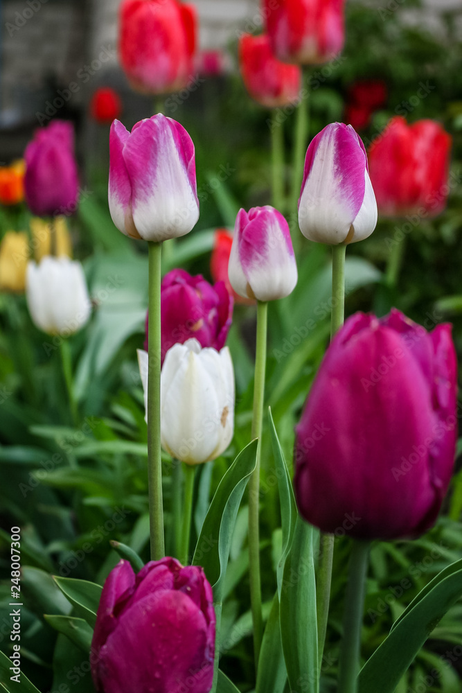 Spring flowers tulips blossom in the garden. Beautiful and bright tulips. 8 march or womens day. Mothers day. Spring flower field. Spring flowers tulips blossom in the garden. Beautiful and bright tulips. 8 march or womens day. Mothers day. Spring flower field.