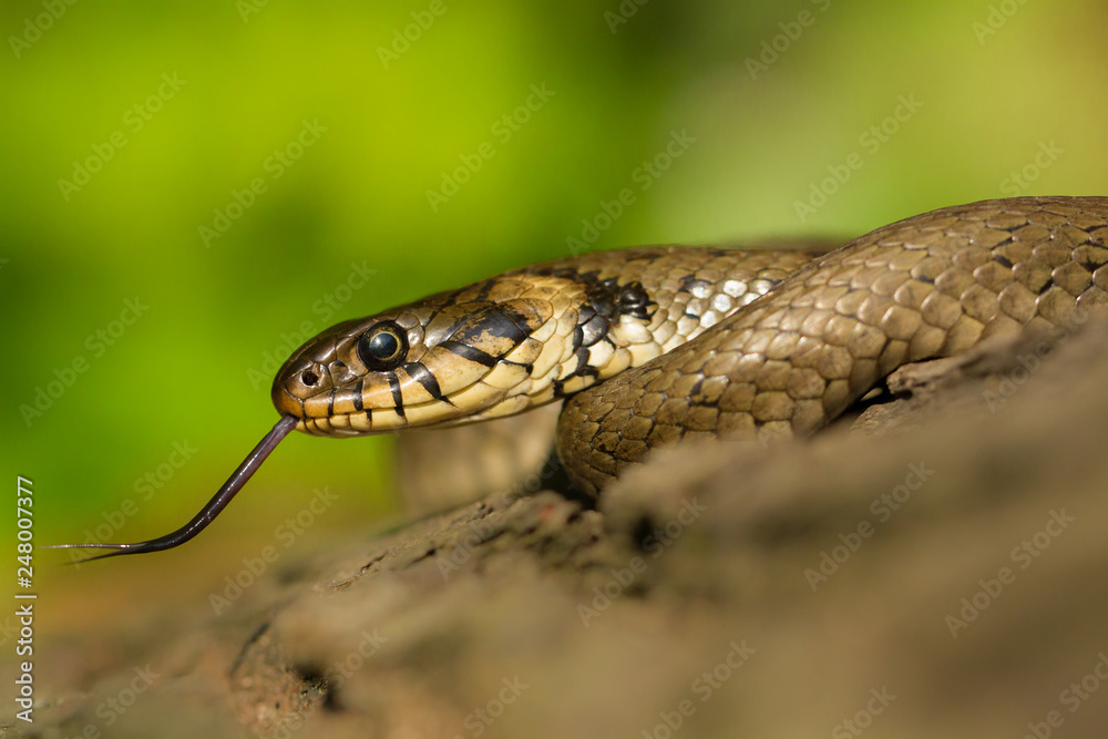 The Grass snake Natrix natrix in Czech Republic The Grass snake Natrix natrix in Czech Republic