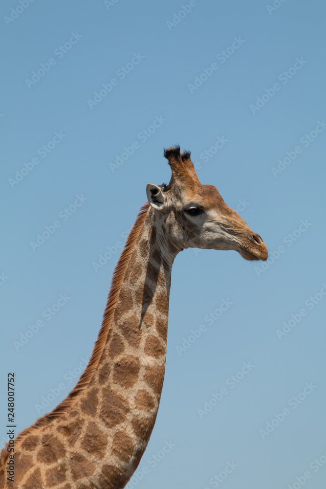 Obraz premium Giraffe in the Kruger national park, South Africa