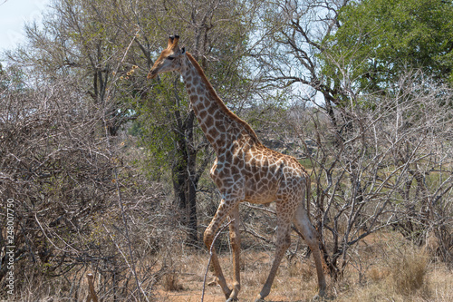 Giraffe in the Kruger national park  South Africa