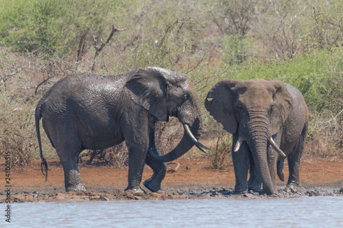 Elephant drinking and playing in the water, Kruger national park, South Africa