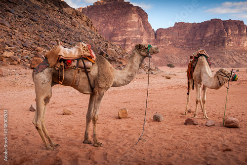 Bedouin camel in wadi Rum Desert, Jordan, Middle East © Simone