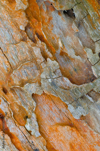 Termite tunnels exposed on a log make colourful and beautiful textures.