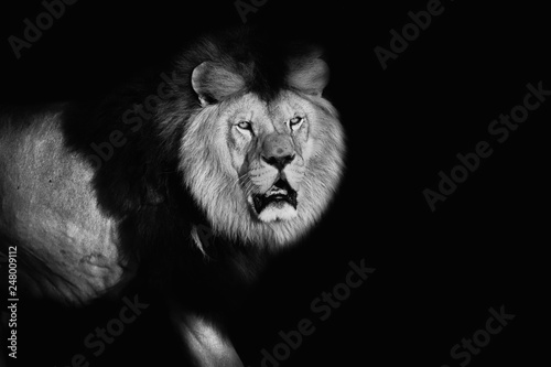 Lion in black and white colours