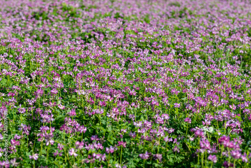 Field of chinese milk vetch, Astragalus sinicus, blooming at spring rice field