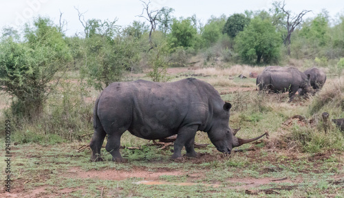 White rhinoceros  Hlane national park  Swaziland
