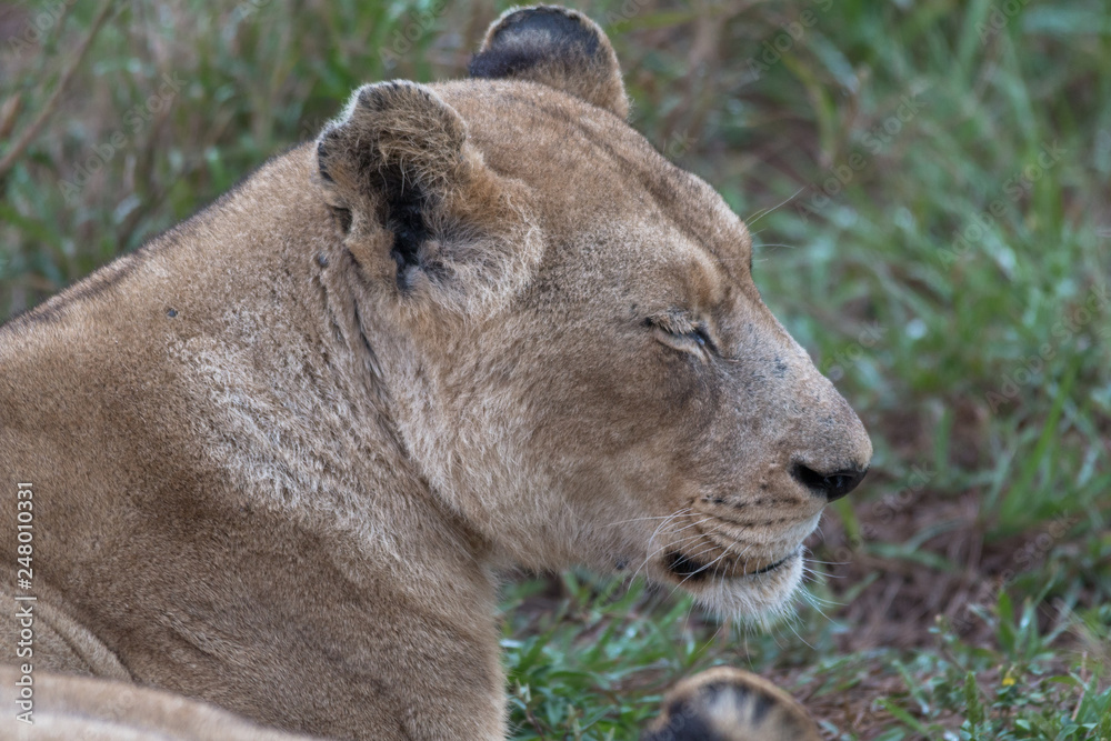 Obraz premium Lion in the grassland, Hlane national park, Swaziland