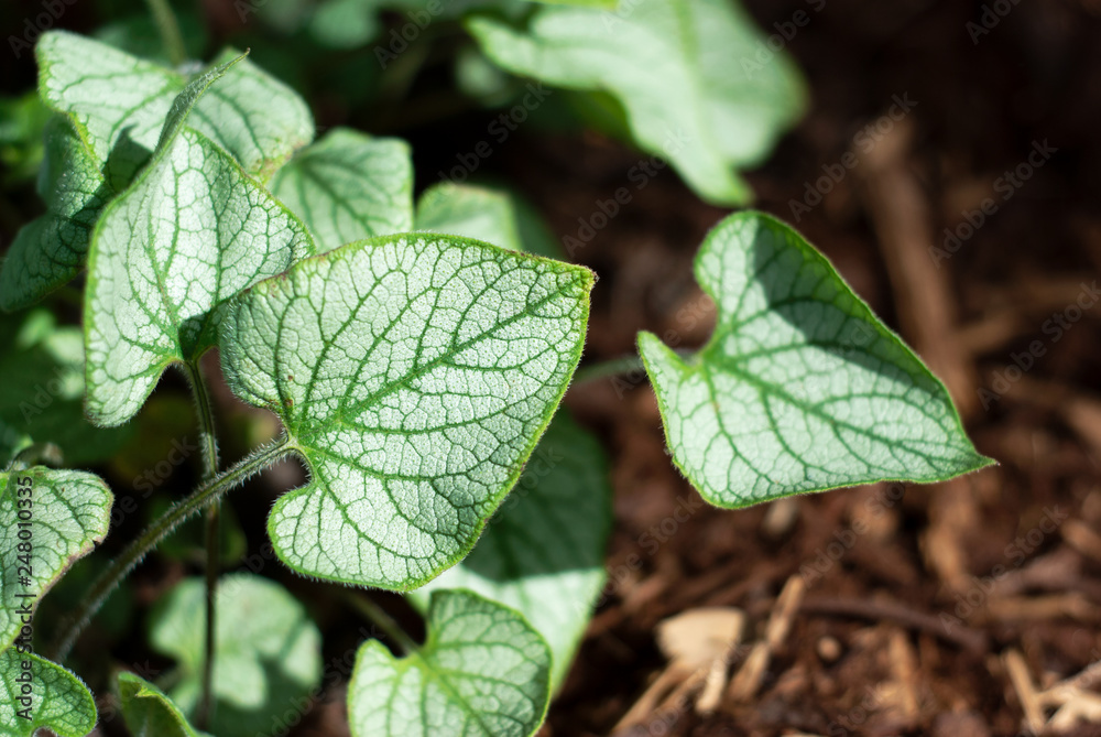 Bugloss Leaves