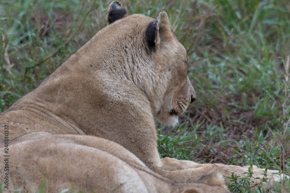 Lion in the grassland, Hlane national park, Swaziland Lion in the grassland, Hlane national park, Swaziland