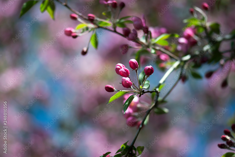 Crab Apple Buds