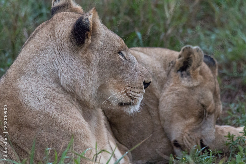Lion in the grassland, Hlane national park, Swaziland Lion in the grassland, Hlane national park, Swaziland