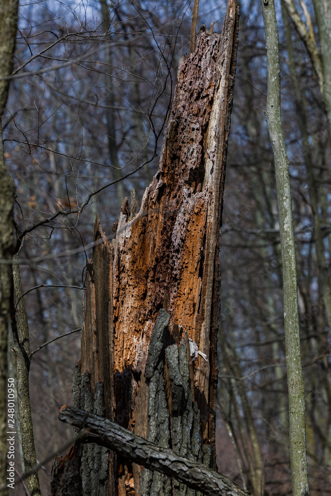 Baumstumpf, Tree stump