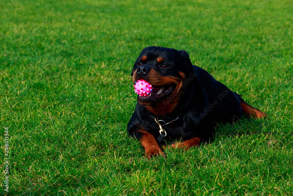 Dog breed Rottweiler