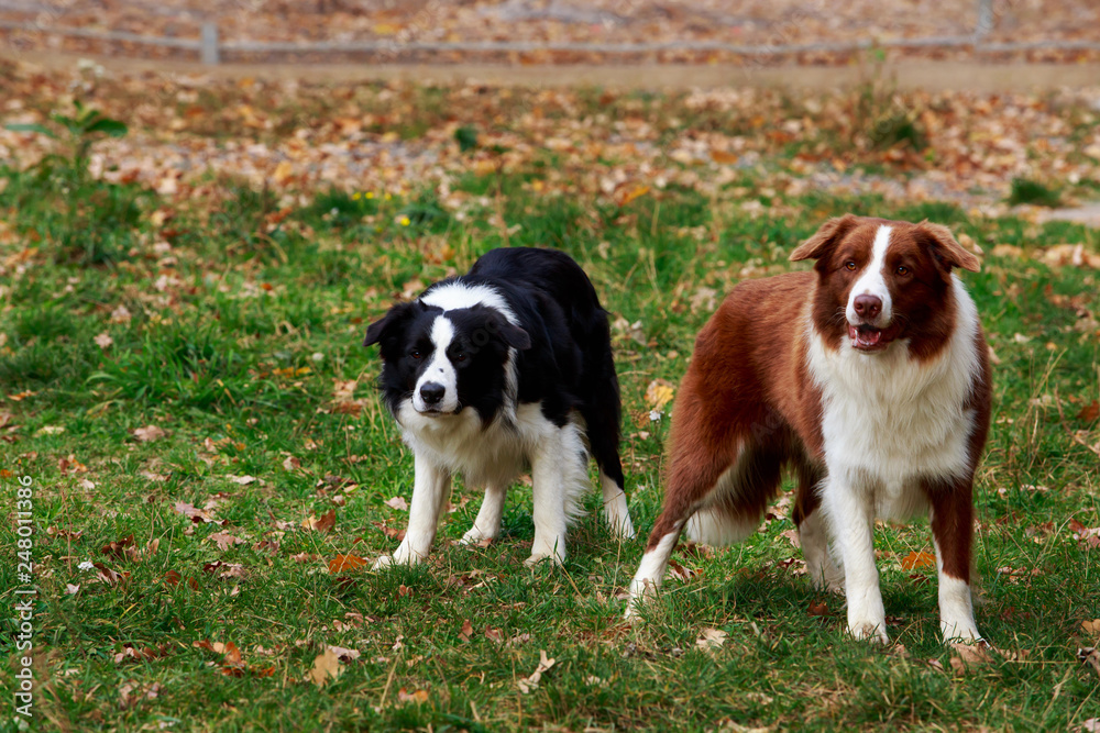 Two dogs Border Collie