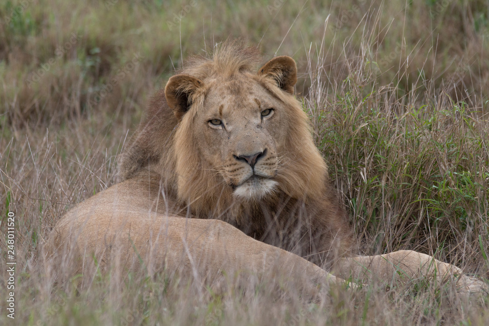 Lion in the grassland, Hlane national park, Swaziland Lion in the grassland, Hlane national park, Swaziland