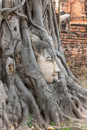Buddha head embedded in a Banyan tree at Wat Phra Mahatat, Ayutthaya, Thailand, Asia