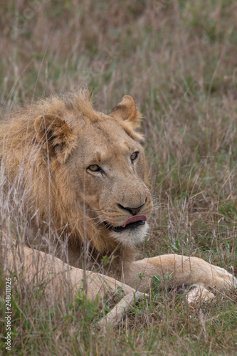 Lion in the grassland  Hlane national park  Swaziland