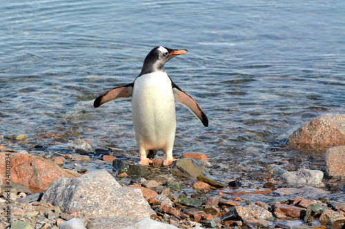 Eselspinguin kommt aus dem Wasser