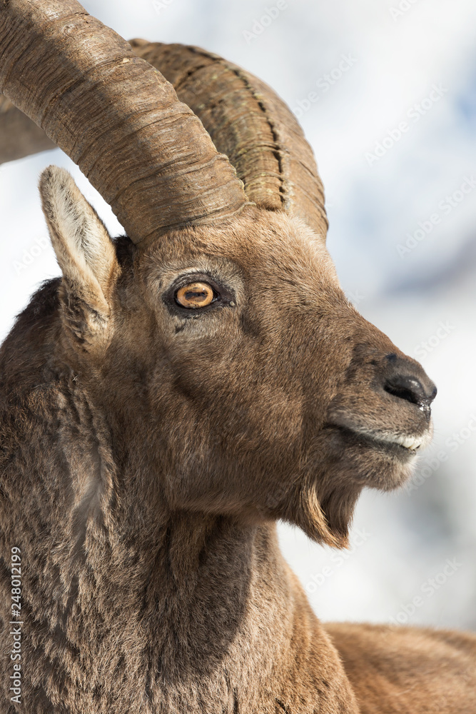 Splendido ritratto di stambecco alpino (Capra ibex)