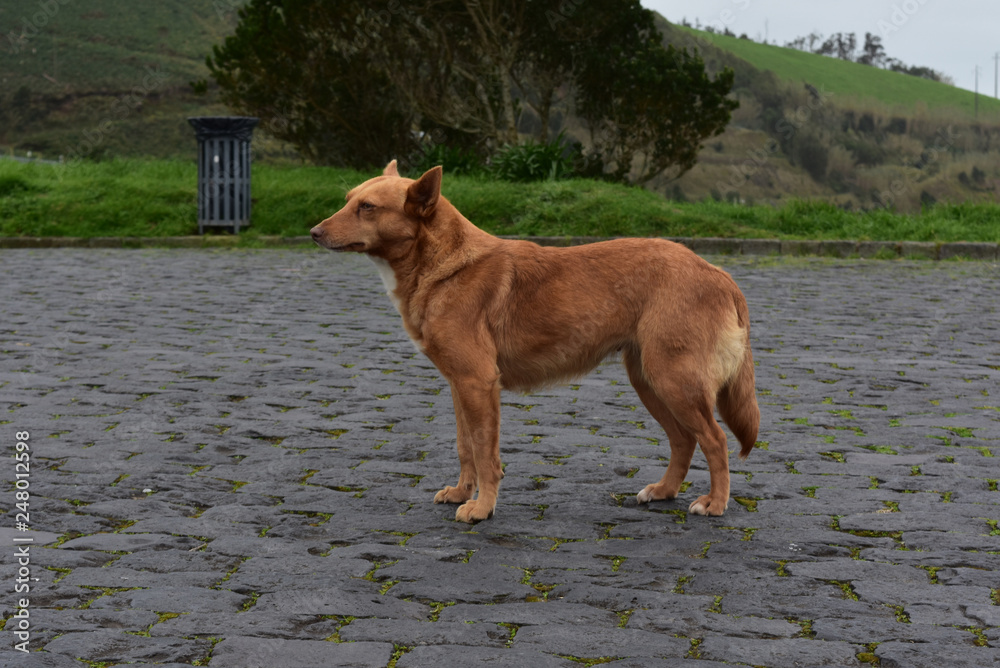 Mixed Breed Rescue Dog that Resembles a Fox Stock Photo Adobe Stock