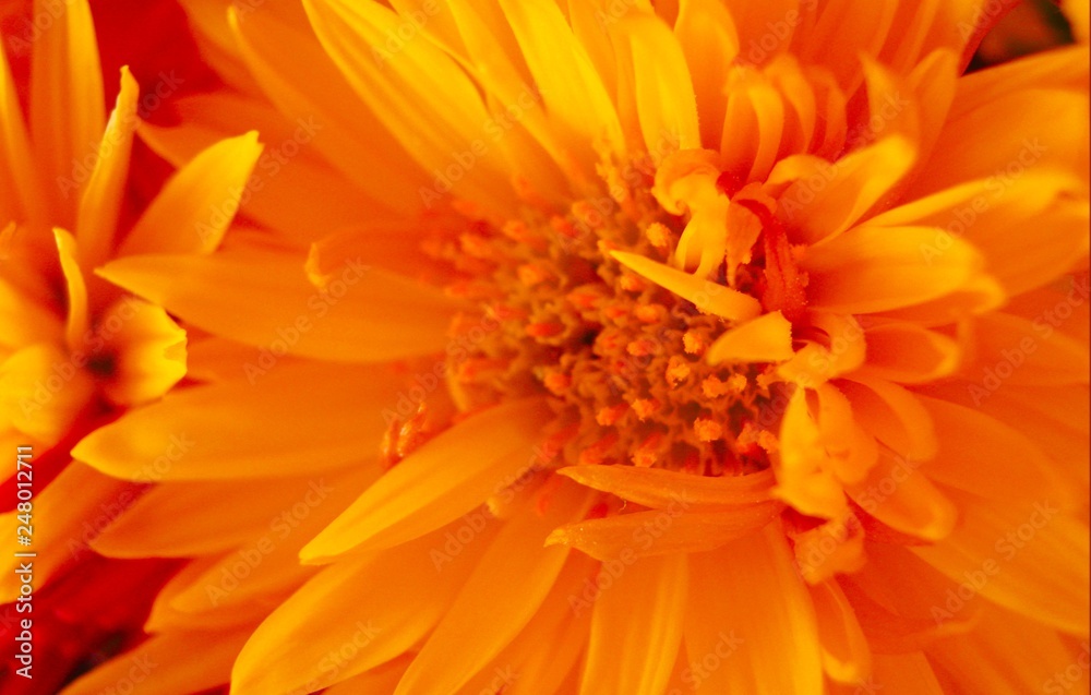 Beautiful bright yellow chrysanthemum flower close up Beautiful bright yellow chrysanthemum flower close up