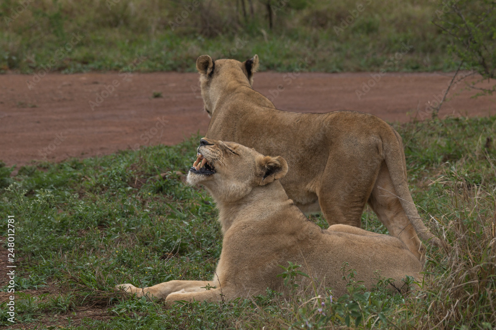Lion in the grassland, Hlane national park, Swaziland Lion in the grassland, Hlane national park, Swaziland