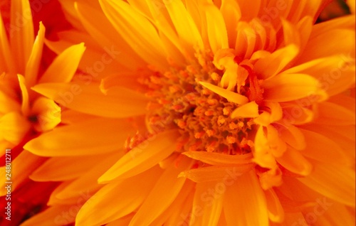 Beautiful bright yellow chrysanthemum flower close up