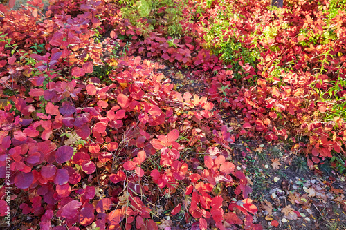 Colorful leaves carpet in autumn season