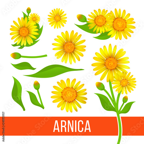 Arnica floral design elements. Set of flowers with leaves, buds and branches. Aromatherapy ingredient, herbal, medical item