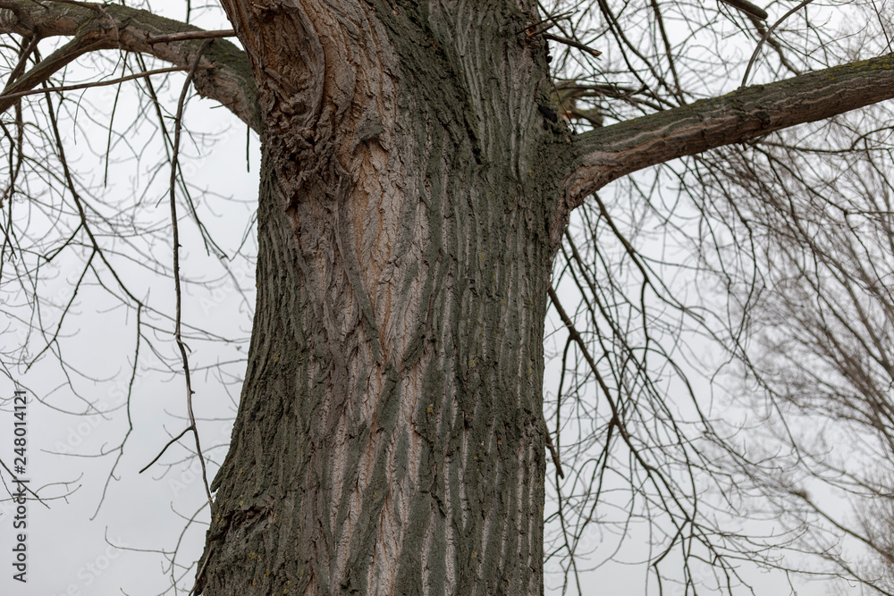 Obraz premium squirrel dispersing behind tree trunk