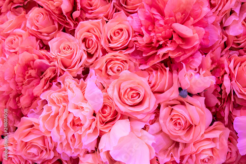 Soft coral pink color Roses Background