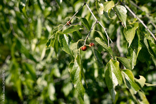Celtis occidentalis cordata - Amerikanischer Zürgelbaum, Westlicher Zürgelbaum