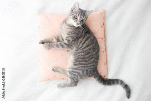 Baby Cat on Bed 