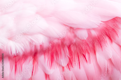 Close Up of pink bird feathers