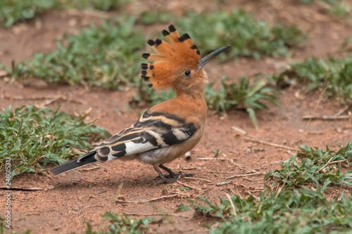 African Hoopoe, Hlane national park, Swaziland