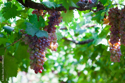 Bunch of grapes hanging from the vine. Cabernet sauvignon red wine photo