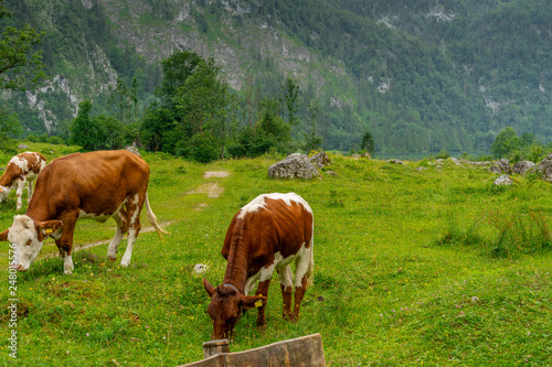 Cows on a green mountain meadow high, with high mountains in the background © Angela