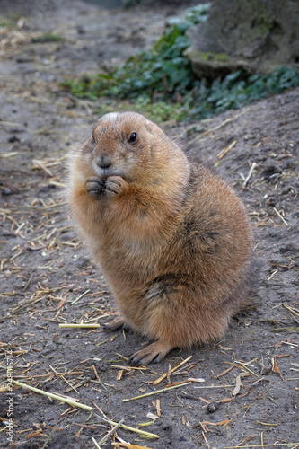  Sitting eating Groundhog