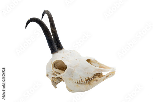 Chamois (rupicapra rupicapra carpatica), Mammal Skull, Horns photo