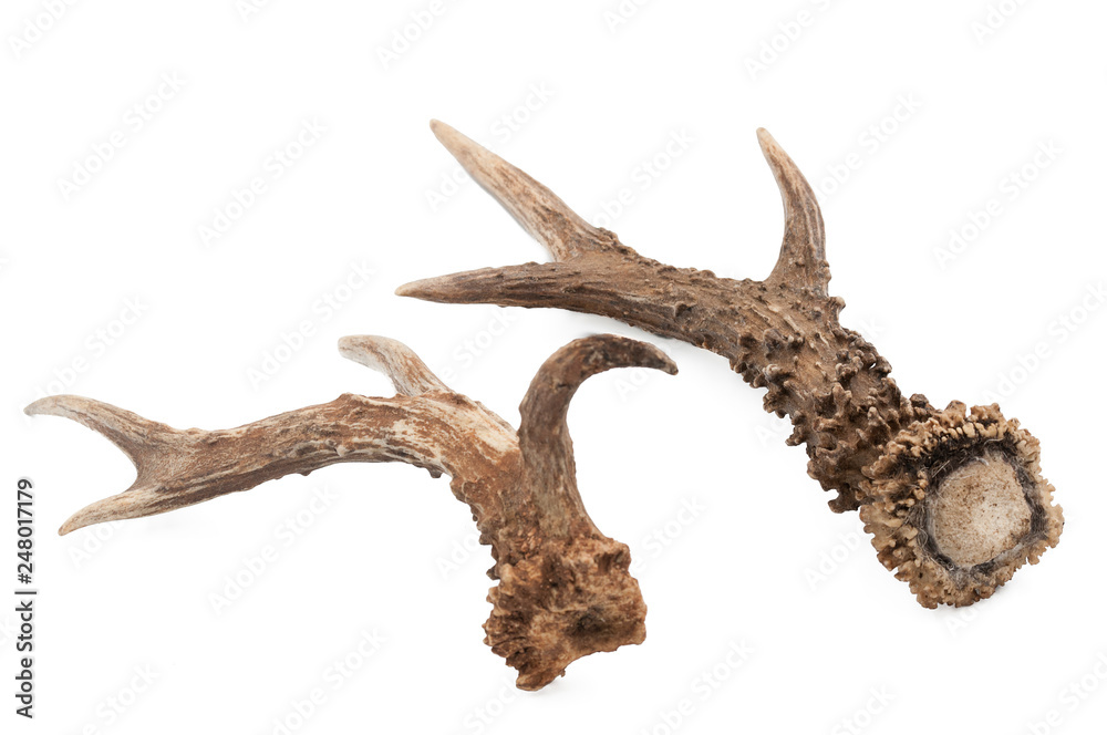 Roe deer (Capreolus capreolus), adult male horns with white background