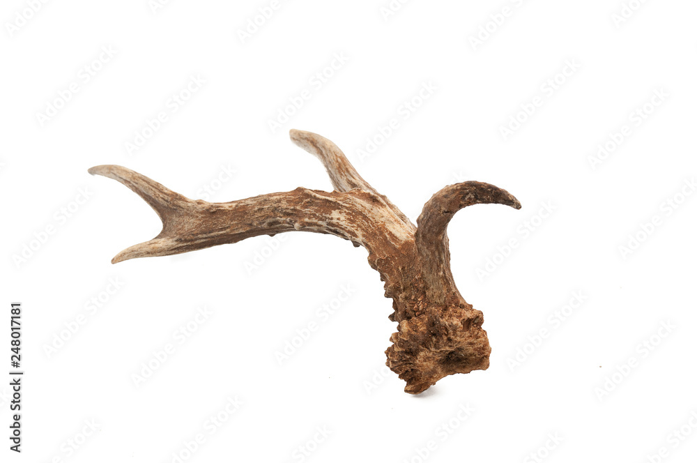 Roe deer (Capreolus capreolus), adult male horns with white background Roe deer (Capreolus capreolus), adult male horns with white background