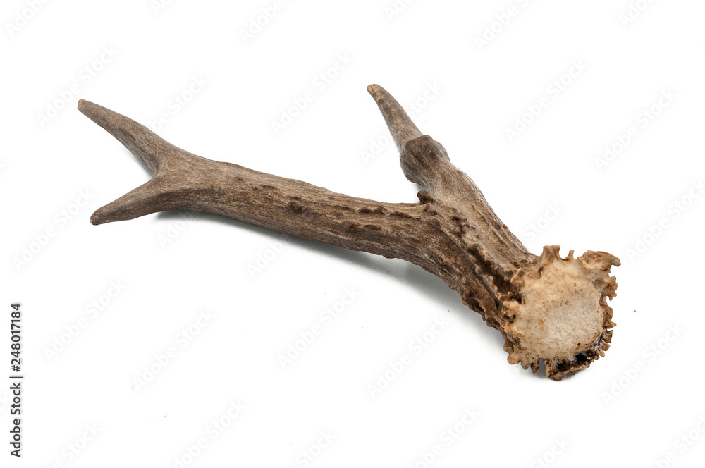 Roe deer (Capreolus capreolus), adult male horns with white background