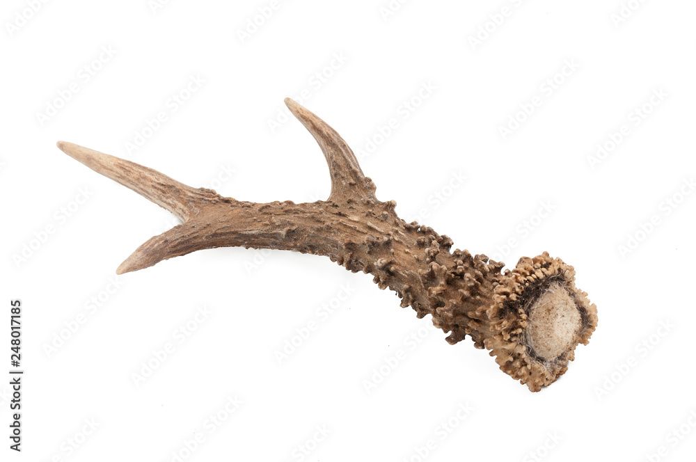 Roe deer (Capreolus capreolus), adult male horns with white background Roe deer (Capreolus capreolus), adult male horns with white background