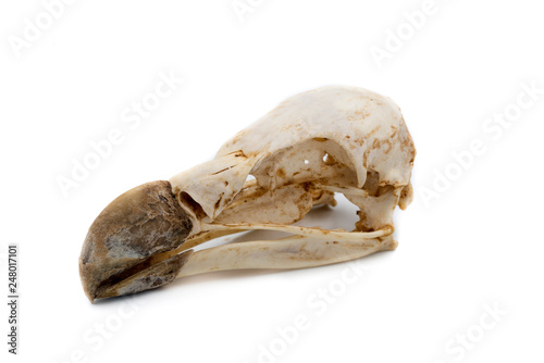 Griffon Vulture (Gyps fulvus), bird skull with white background