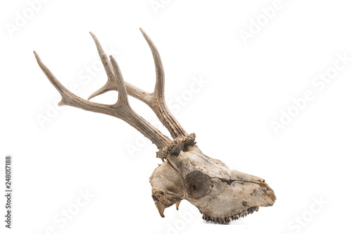 Roe deer (Capreolus capreolus), mammal skull and horns, white background