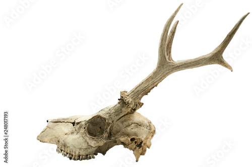 Roe deer (Capreolus capreolus), mammal skull and horns, white background