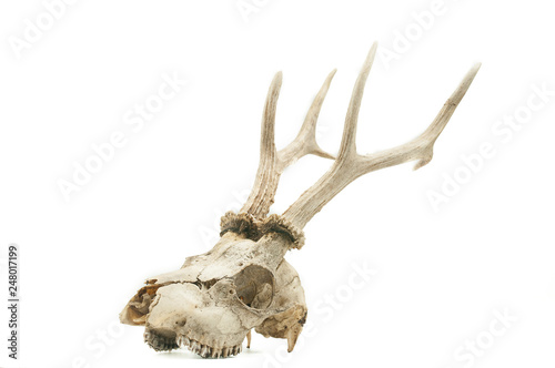 Roe deer (Capreolus capreolus), mammal skull and horns, white background