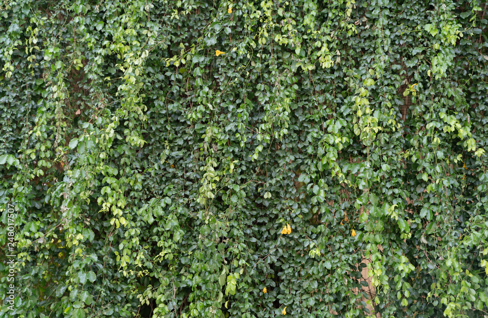 Green leaves pattern Green leaves pattern